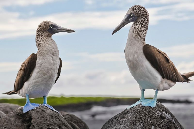 Galapagos Wildlife
