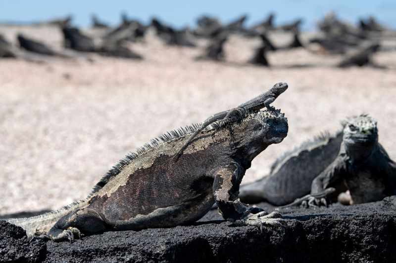 Galapagos Cruise