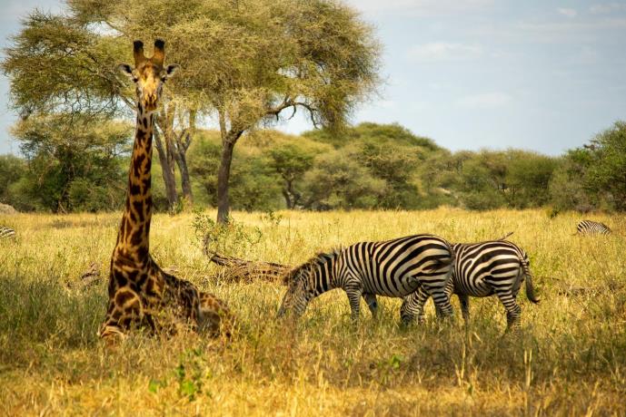 A beginners guide on the best time of year to go on an African safari