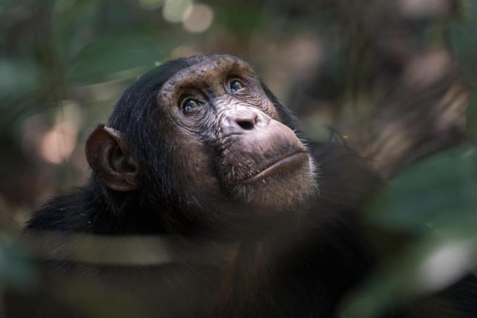 Best places to see chimps in the wild