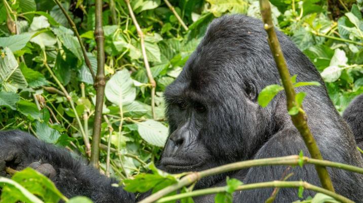 Bwindi vs Mgahinga: Which Gorilla Trekking Park in Uganda Is Right for You?