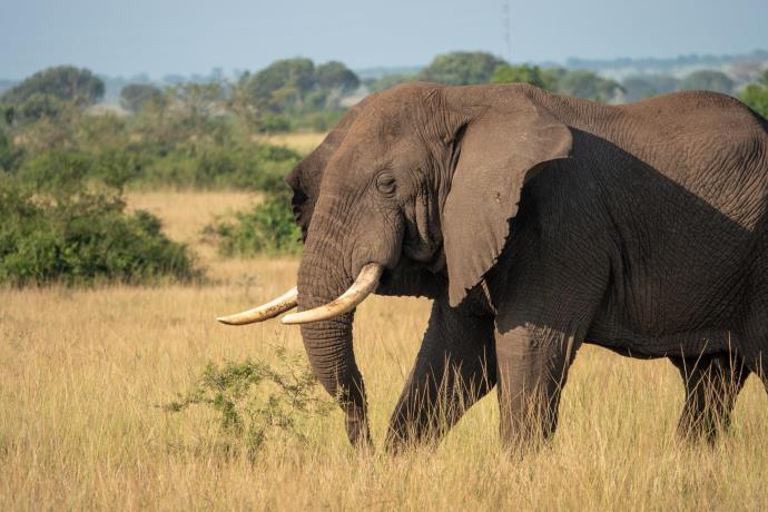 How Long Should Your Safari Be?