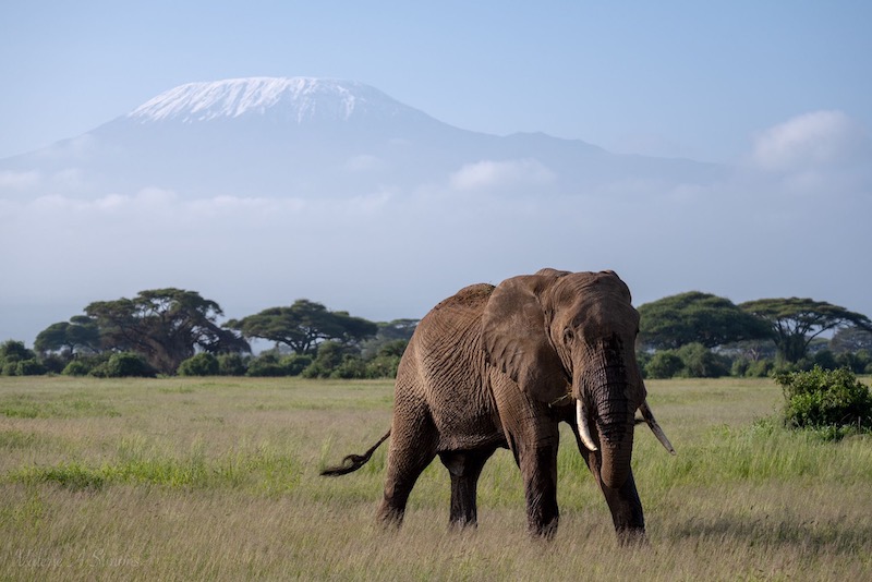 Mount Kenya and Amboseli elephants