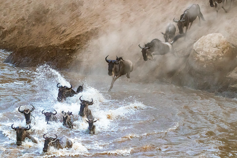 Great Migration in Masai Mara
