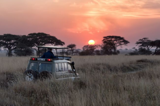 Lions in Kruger National Park