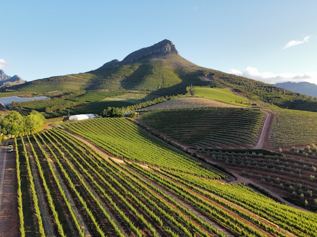 Stellenbosch Vineyards