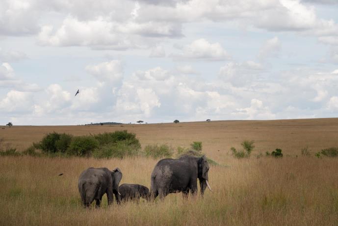 The best Kenyan safari parks and when to visit 