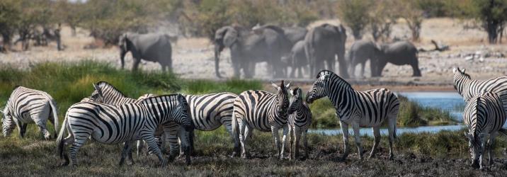 The best safari parks in Botswana and when to visit