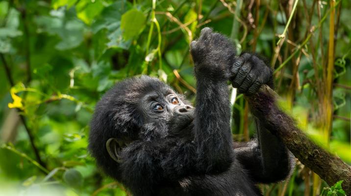 Things you need to know about gorilla and chimp trekking