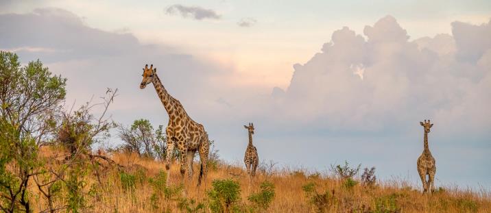 Top 10 Best African Safari Parks & Destinations