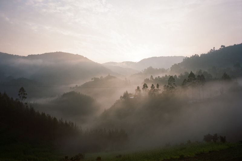 Gorilla trekking in Bwindi