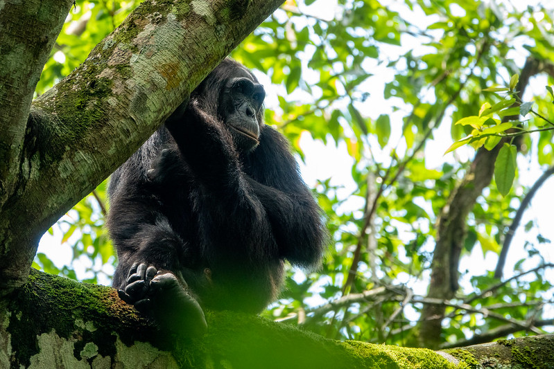 Chimp trekking in Kibale