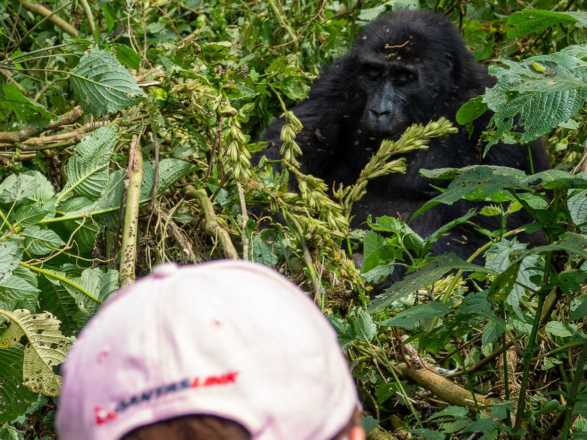Adventure Out Loud client with Mountain Gorilla in the wild