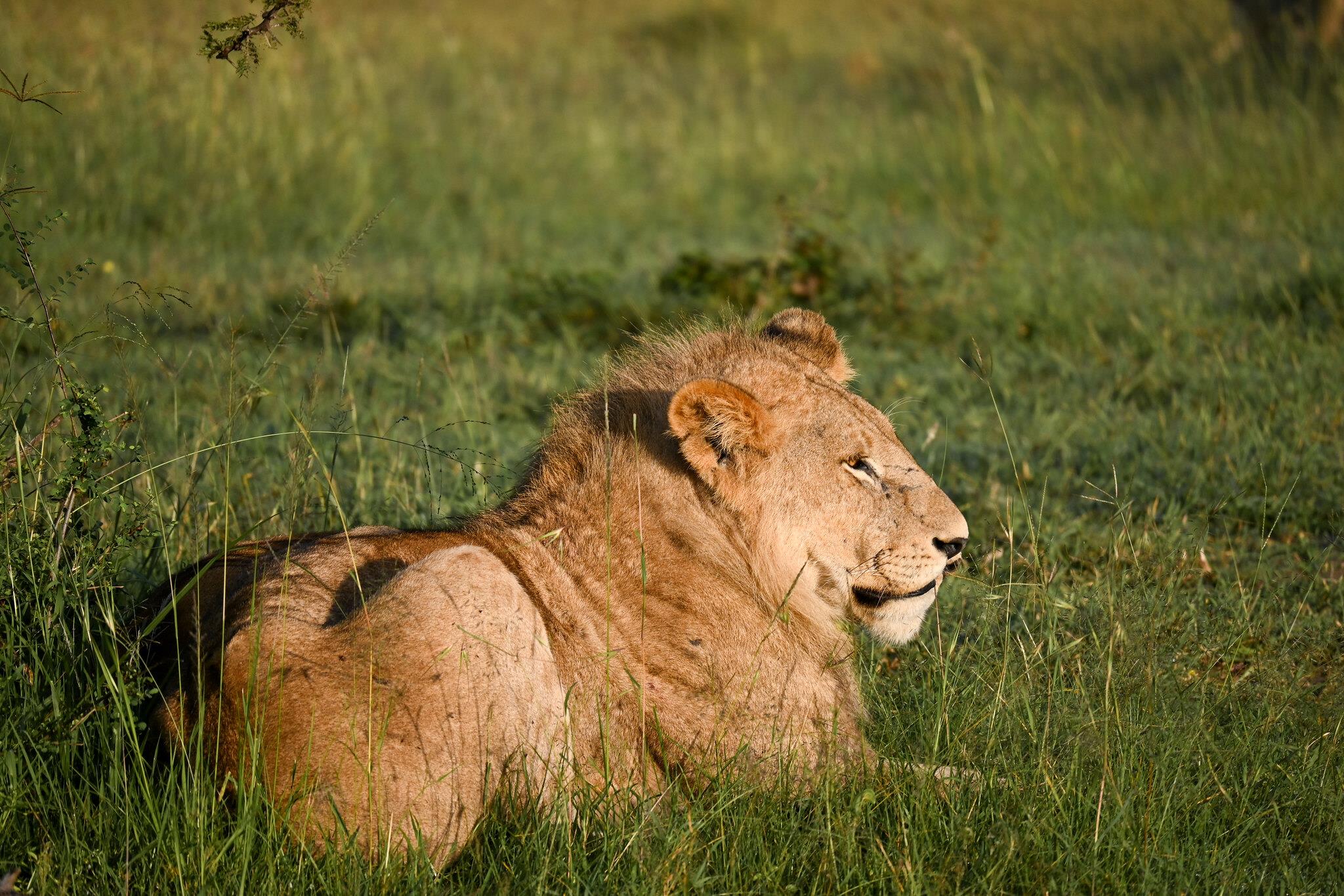 What are Africa's BIG 5 safari animals?